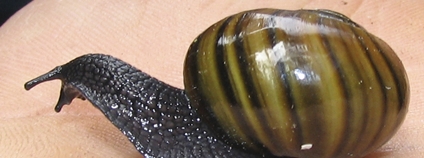 Hlemýžď Powelliphanta augusta Foto: Alan Liefting Wikimedia Commons