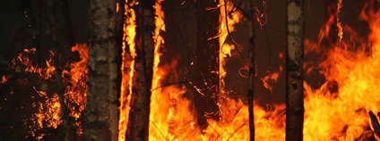 Požár lesa Foto: Tatiana Bulyonkova Flickr