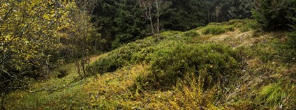 Pozůstatek ledovcové morény v daném místě. Foto: Kamila Antošová Správa KRNAP