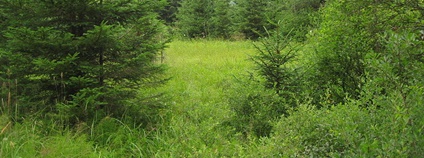 PP Házlův Kříž u Horní Plané na Lipensku Foto: Kesule Wikimedia Commons PP Házlův Kříž u Horní Plané na Lipensku Foto: Kesule Wikimedia Commons