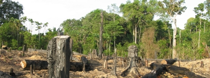 Odlesňování Amazonie Foto: guentermanaus Shutterstock