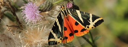 Přástevník kostivalový Foto: Martin Vlček AOPK ČR