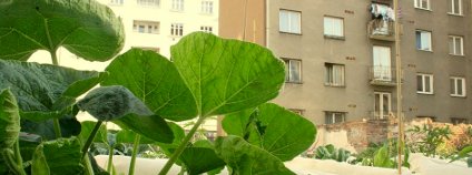 foto: Prazelenina.cz foto: Prazelenina.cz