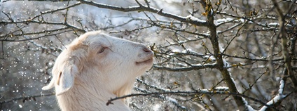 Pražská pastvina Foto: Pražská pastvina