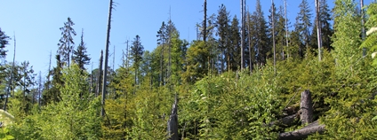 Přirozená obnova na bezzásahových plochách NP Šumava Foto: Pavla Čížková NP Šumava