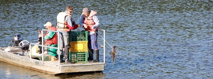 Průzkum rybí obsádky Foto: Hydrobiologický ústav Biologického centra AV ČR