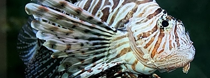 Perutýn žoldnéř (Pterois miles) Foto: Ozan Flickr