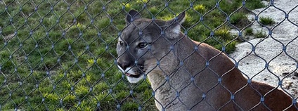 Puma z nelegálního chovu v táborské zoo Foto: MŽP ČR