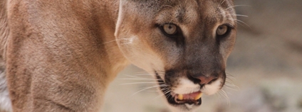 Puma americká Foto: Bas Lammers Wikimedia Commons