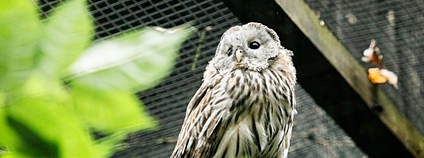 Puštík bělavý Foto: M. Vlčková Zoo Ostrava