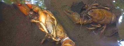 Račí mor na Chrudimce Foto: Ondřej Machač AOPK ČR