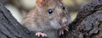 Rattus Foto: Botanický ústav AV ČR