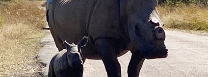 V Jižní Africe preventivně odstraňují rohy nosorožcům. Bojí se nájezdů pytláků Foto: Facebook organizace Rhino 911 V Jižní Africe preventivně odstraňují rohy nosorožcům. Bojí se nájezdů pytláků Foto: Facebook organizace Rhino 911