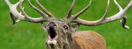 Odborníci nejen z řad myslivců věnovali 38 let pozorování populace 3000 jelenů na skotském ostrově Rum. Foto: Peter Trimming  / Flickr.com