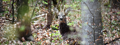 Spárkatá zvěř v lese Foto: Pixabay