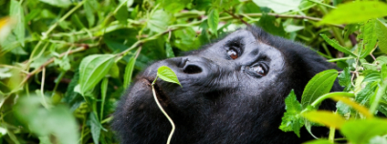 Gorila Foto: Pal Teravagimov Shutterstock