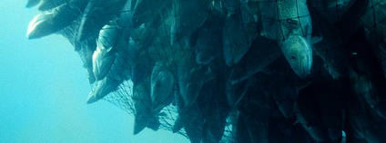 tresky v síti Foto: Derek Keats Flickr