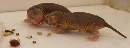 Foto: Ústav biologie obratlovců AV ČR