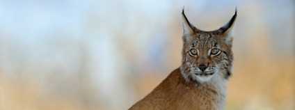 Foto: Ondřej Prosický / 3Lynx Foto: Ondřej Prosický / 3Lynx