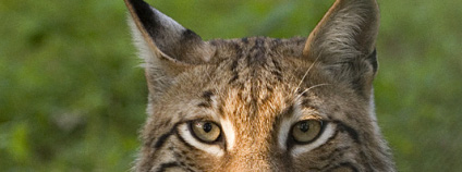 Rys ostrovid (Lynx lynx).