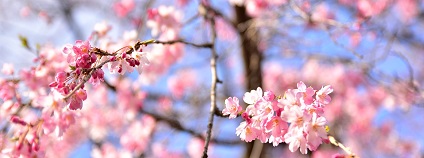Sakura v Japonsku Foto: papala125 pixabay