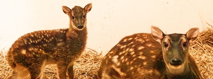 Mládě sambara skvrnitého Foto: M. Vlčková Zoo Ostrava