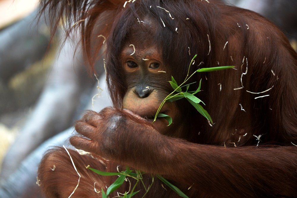 La femelle orang-outan uninka quitte le zoo stí et trouve un foyer en France