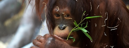 Samice orangutana Foto: Matěj Kynšt Zoo Ústí nad Labem Samice orangutana Foto: Matěj Kynšt Zoo Ústí nad Labem