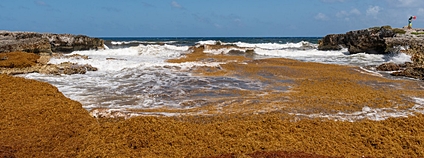 Vyplavené chaluhy na pláži Foto: Luis Barrios Flickr