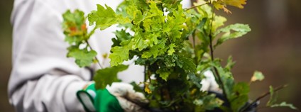 Sazenice dubu Foto: Lesy ČR