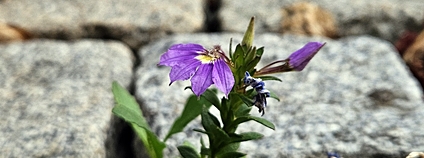 Vějířovka Foto: Česká botanická společnost