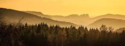 Lesy u Sebnitz Foto: Daniel Knieper Flickr