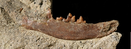 Dolní čelist pravěké šelmy Fejfarictis valecensis. Foto: Národní muzeum