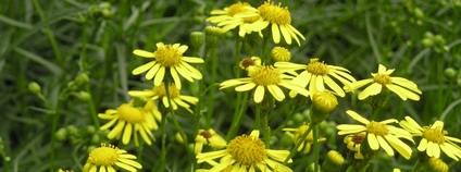 Starček úzkolistý Foto: Petr Pyšek Botanický ústav AV ČR, v. v. i.