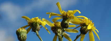 Starček úzkolistý Foto: Ivan Bílek Česká botanická společnost