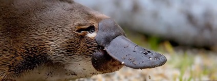 foto: List of Animals / youtube.com foto: List of Animals / youtube.com