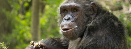 Šimpanz Foto: Atibordee Kongprepan Shutterstock