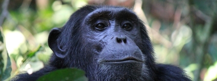 Šimpanz Foto: Robin Nieuwenkamp Shutterstock