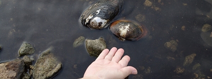 Škeblice asijská Foto: Hirase Wikimedia Common