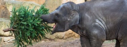 Sloni v pražské zoo našli v stromcích i zábavnou hračku Foto: Václav Šilha Zoo Praha