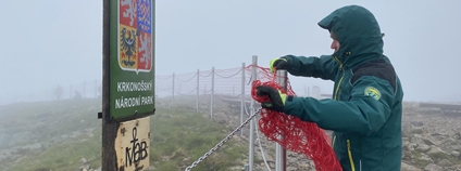 Přírodu na Sněžce opět chrání ochranné sítě Foto: Radek Drahný Správa KRNAP