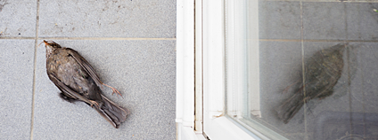 Kos zabitý nárazem do skla. Foto: Ludmila Korešová Česká společnost ornitologická