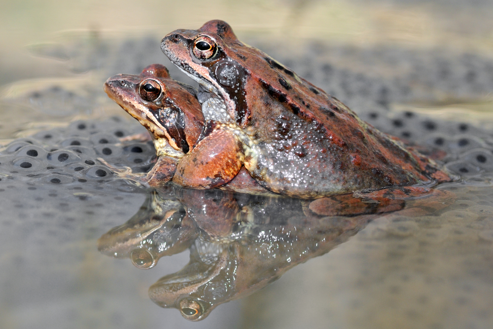 Vědecký časopis Živa ocenil autory, kteří popsali příchytné systémy žab