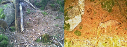 Kočka divoká zachycená fotopastí ve Slavkovském lese v roce 2020 a 2019 Foto: AOPK Kočka divoká zachycená fotopastí ve Slavkovském lese v roce 2020 a 2019 Foto: AOPK