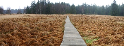 Dřevěný chodník v NPR Kladské rašeliny, Slavkovský les Foto: Stephan Loh Wikimedia Commons