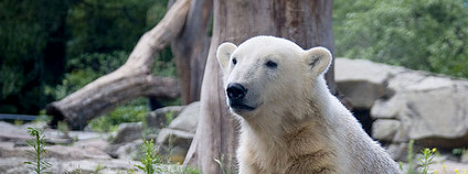 Lední medvěd Foto: Sebastian Niedlich Flickr.com