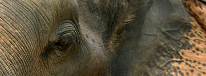 Slon indický Foto: chem7 Flickr.com