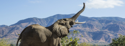 Slon v Zimbabwském parku Foto: Jez Bennett Shutterstock.com