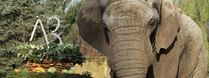 Slon africký Foto: ZOO Dvůr Králové Slon africký Foto: ZOO Dvůr Králové