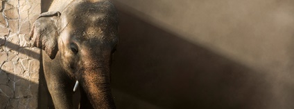 Slon Kaavan Foto: FOUR PAWS International / Facebook Slon Kaavan Foto: FOUR PAWS International / Facebook
